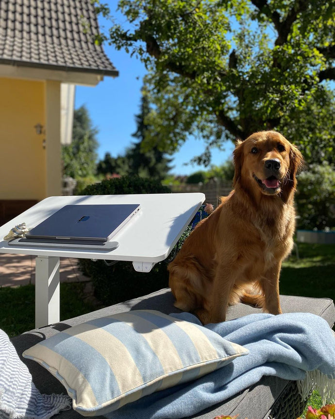 A smilling dog is sitting next to our small mobile standing desk while customer is using it in their garden